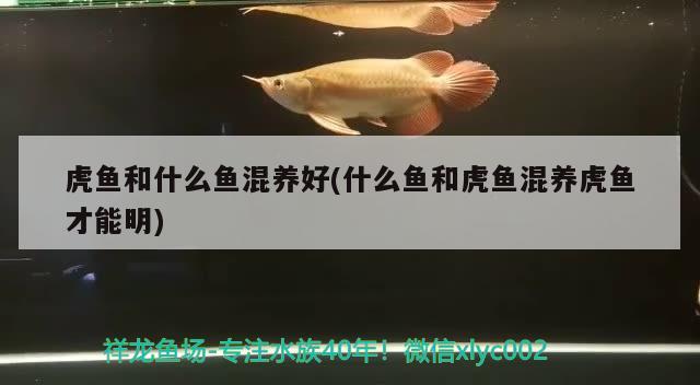 虎鱼和什么鱼混养好(什么鱼和虎鱼混养虎鱼才能明) 虎鱼百科