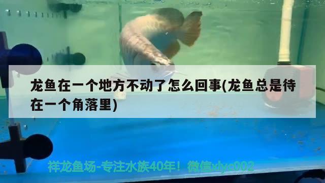 龙鱼在一个地方不动了怎么回事(龙鱼总是待在一个角落里) 肥料