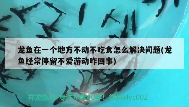 龙鱼在一个地方不动不吃食怎么解决问题(龙鱼经常停留不爱游动咋回事) 黄金河虎鱼