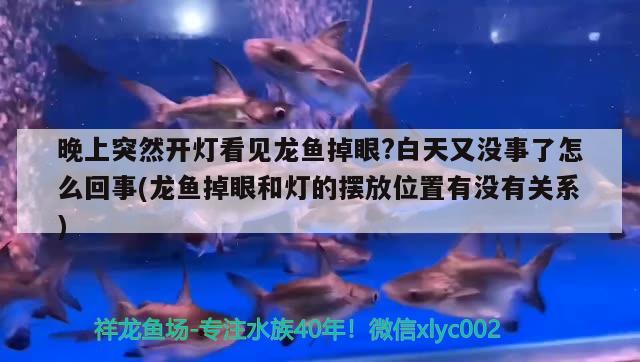 晚上突然开灯看见龙鱼掉眼?白天又没事了怎么回事(龙鱼掉眼和灯的摆放位置有没有关系) 成吉思汗鲨（球鲨）鱼