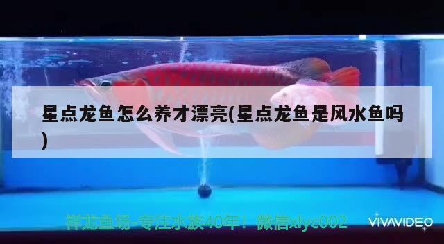 星点龙鱼怎么养才漂亮(星点龙鱼是风水鱼吗) 鱼缸风水