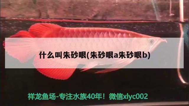 什么叫朱砂眼(朱砂眼a朱砂眼b)