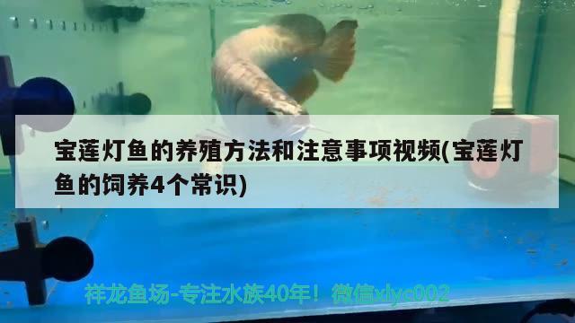 宝莲灯鱼的养殖方法和注意事项视频(宝莲灯鱼的饲养4个常识)