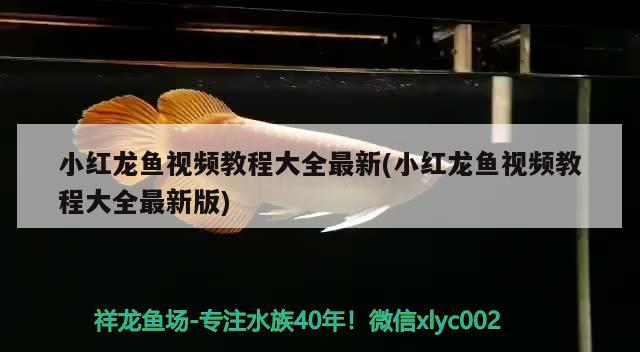 小红龙鱼视频教程大全最新(小红龙鱼视频教程大全最新版) 印尼红龙鱼