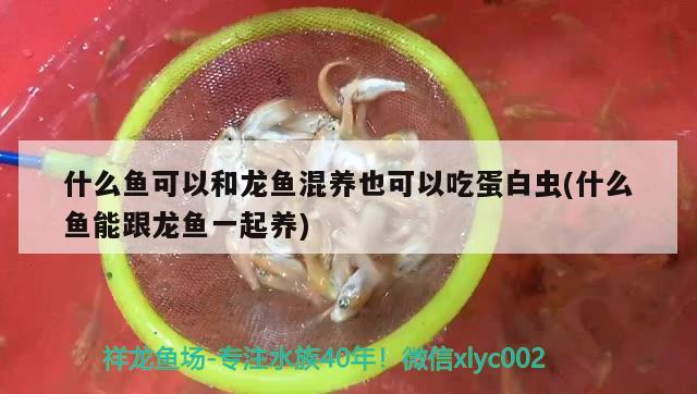 什么鱼可以和龙鱼混养也可以吃蛋白虫(什么鱼能跟龙鱼一起养)