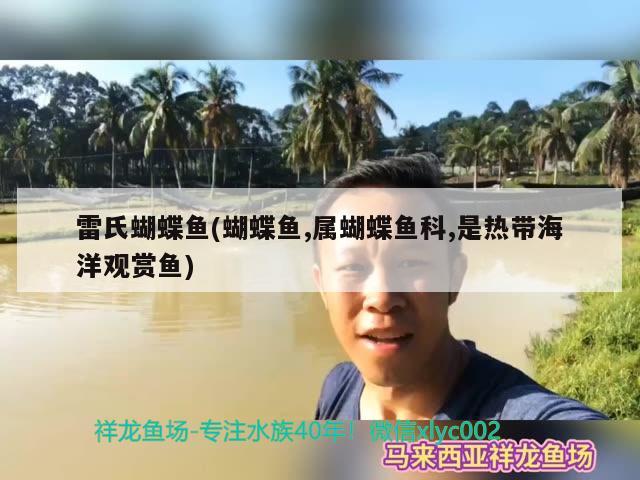 雷氏蝴蝶鱼(蝴蝶鱼,属蝴蝶鱼科,是热带海洋观赏鱼) 蝴蝶鲤