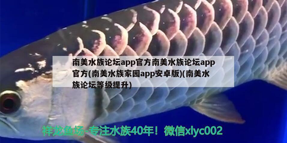 南美水族论坛app官方南美水族论坛app官方(南美水族家园app安卓版)(南美水族论坛等级提升) 黑桃A鱼苗