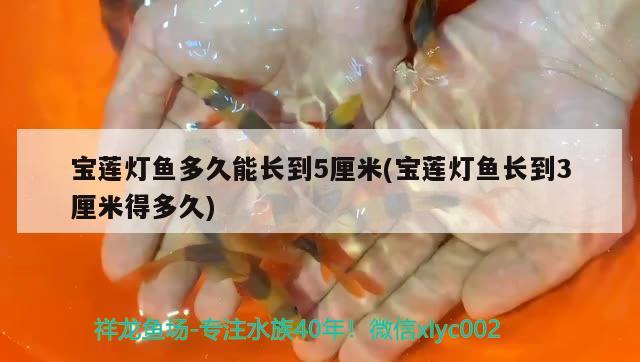 宝莲灯鱼多久能长到5厘米(宝莲灯鱼长到3厘米得多久) 观赏鱼