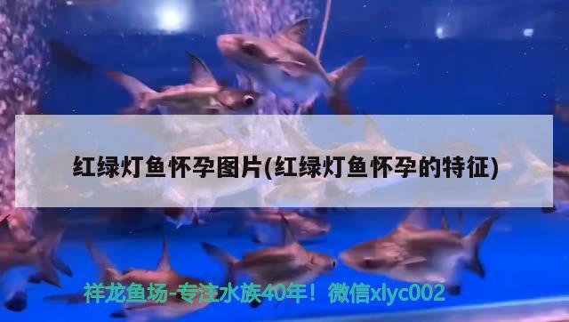 红绿灯鱼怀孕图片(红绿灯鱼怀孕的特征) 观赏鱼