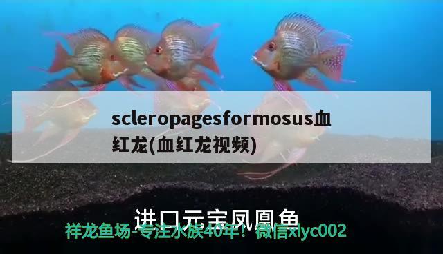 scleropagesformosus血红龙(血红龙视频)