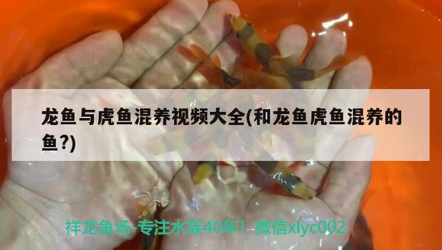 龙鱼与虎鱼混养视频大全(和龙鱼虎鱼混养的鱼?) 虎鱼百科