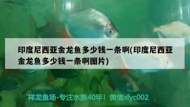 印度尼西亚金龙鱼多少钱一条啊(印度尼西亚金龙鱼多少钱一条啊图片)