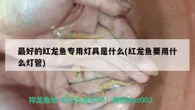 最好的红龙鱼专用灯具是什么(红龙鱼要用什么灯管)