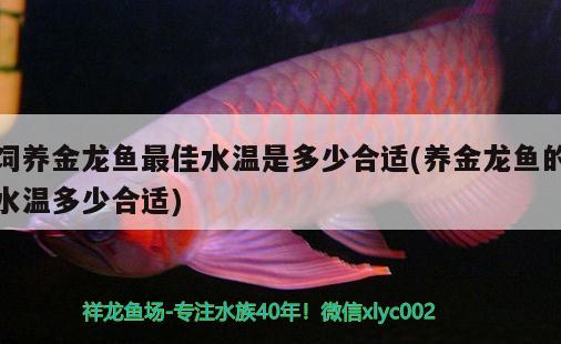 饲养金龙鱼最佳水温是多少合适(养金龙鱼的水温多少合适) 其他品牌鱼缸