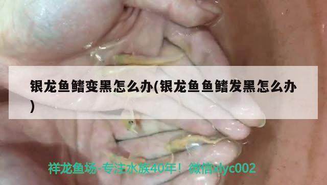 银龙鱼鳍变黑怎么办(银龙鱼鱼鳍发黑怎么办) 银龙鱼