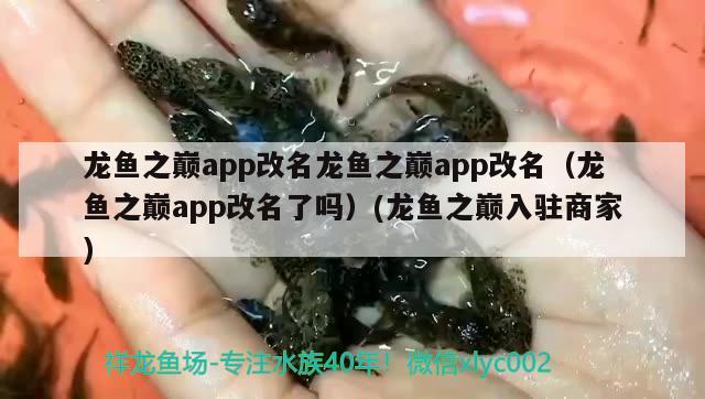 龙鱼之巅app改名龙鱼之巅app改名（龙鱼之巅app改名了吗）(龙鱼之巅入驻商家)