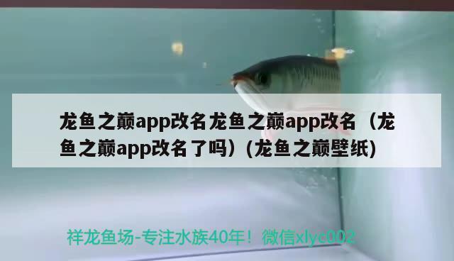 龙鱼之巅app改名龙鱼之巅app改名（龙鱼之巅app改名了吗）(龙鱼之巅壁纸)