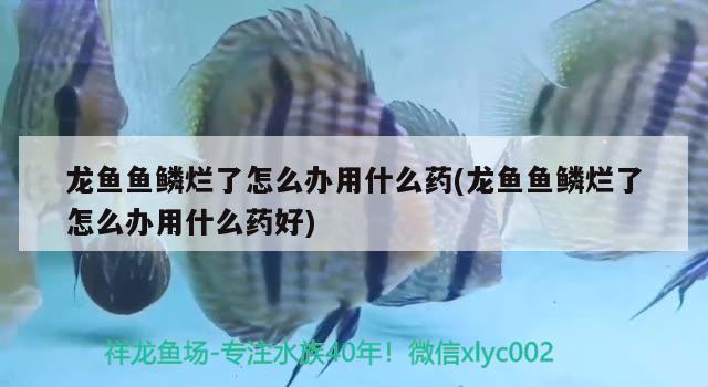 龙鱼鱼鳞烂了怎么办用什么药(龙鱼鱼鳞烂了怎么办用什么药好)