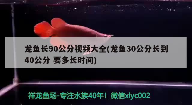 龙鱼长90公分视频大全(龙鱼30公分长到40公分要多长时间) 二氧化碳设备