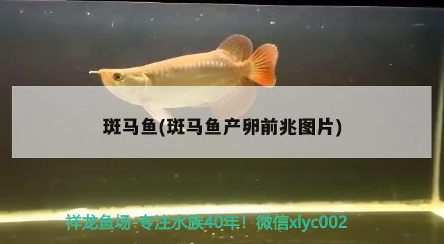 斑马鱼(斑马鱼产卵前兆图片) 观赏鱼