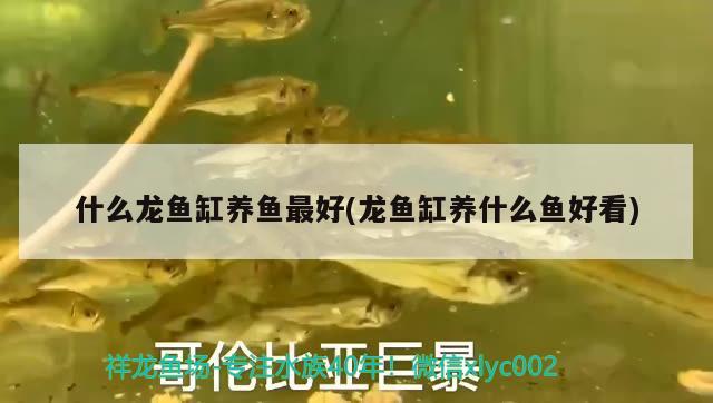 什么龙鱼缸养鱼最好(龙鱼缸养什么鱼好看) 银河星钻鱼 第2张