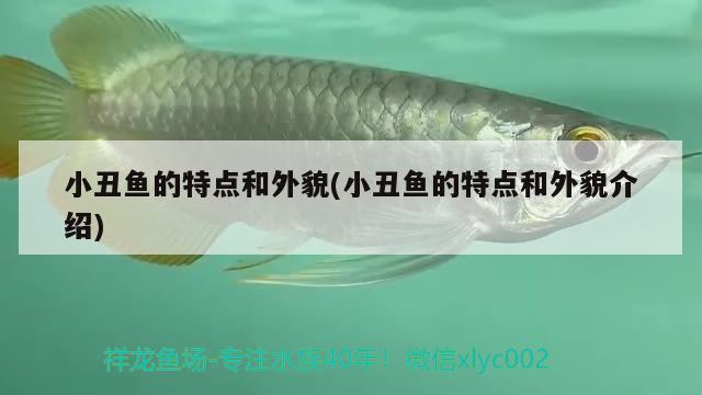 小丑鱼的特点和外貌(小丑鱼的特点和外貌介绍) 海水鱼