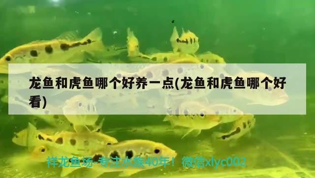 龙鱼和虎鱼哪个好养一点(龙鱼和虎鱼哪个好看) 虎鱼百科