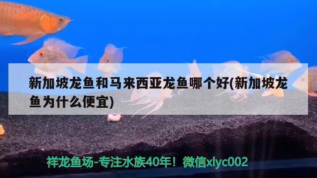 新加坡龙鱼和马来西亚龙鱼哪个好(新加坡龙鱼为什么便宜)