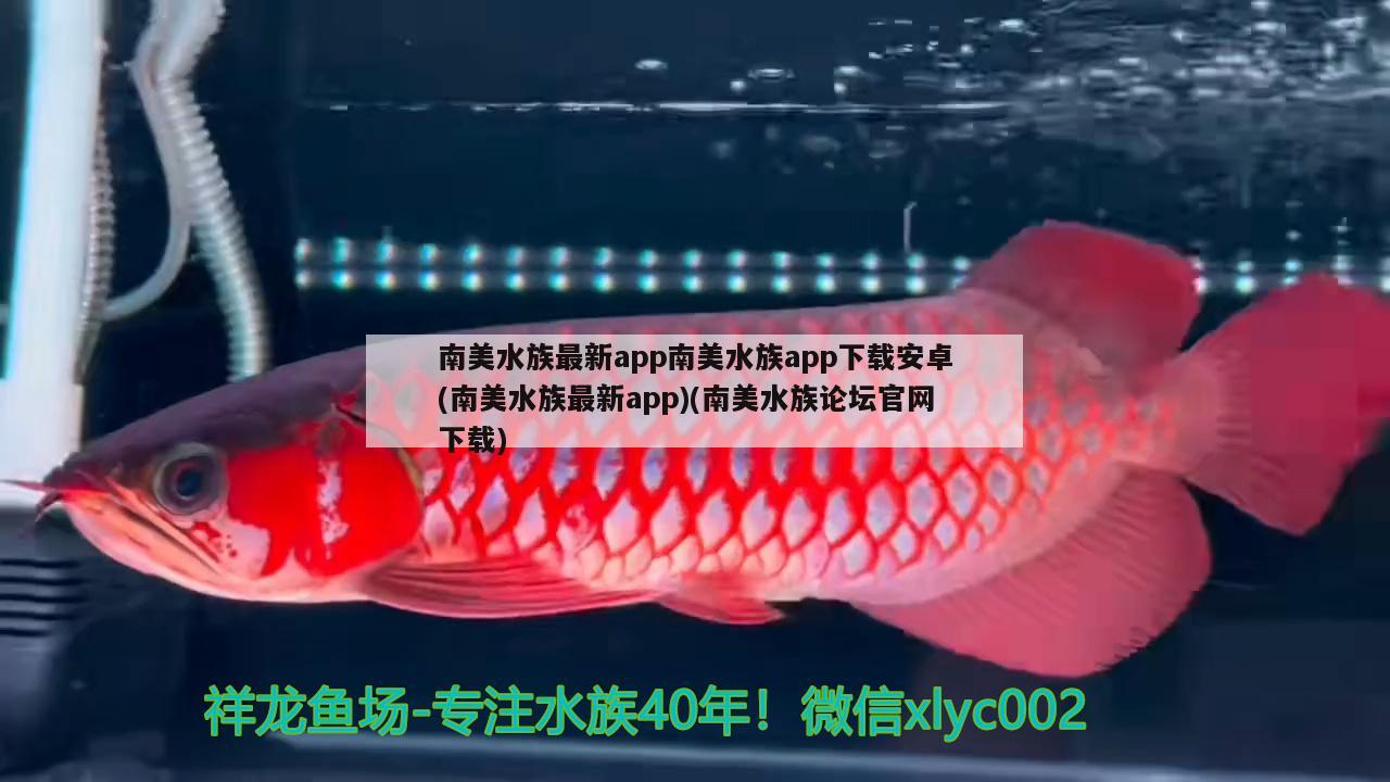 南美水族最新app南美水族app下载安卓(南美水族最新app)(南美水族论坛官网下载) 银龙鱼