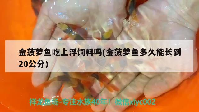 金菠萝鱼吃上浮饲料吗(金菠萝鱼多久能长到20公分) 观赏鱼