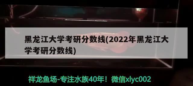 黑龙江大学考研分数线(2022年黑龙江大学考研分数线) 观赏鱼