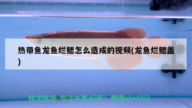 热带鱼龙鱼烂鳃怎么造成的视频(龙鱼烂鳃盖) 海象鱼