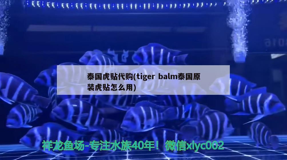 泰国虎贴代购(tigerbalm泰国原装虎贴怎么用) 观赏鱼