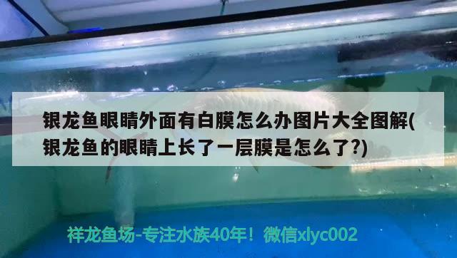 银龙鱼眼睛外面有白膜怎么办图片大全图解(银龙鱼的眼睛上长了一层膜是怎么了?)