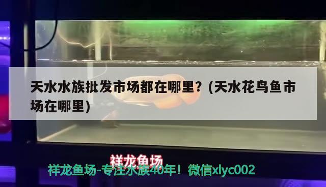 天水水族批发市场都在哪里？(天水花鸟鱼市场在哪里) 观赏鱼水族批发市场