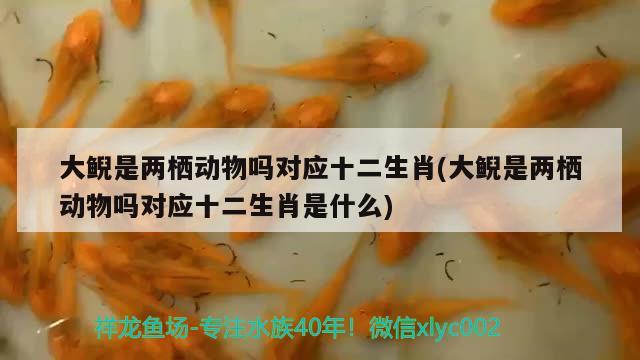 大鲵是两栖动物吗对应十二生肖(大鲵是两栖动物吗对应十二生肖是什么)