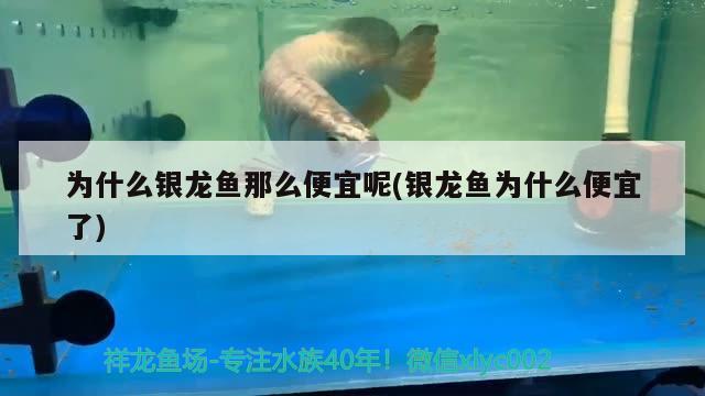 为什么银龙鱼那么便宜呢(银龙鱼为什么便宜了) 银龙鱼