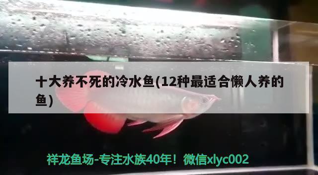 十大养不死的冷水鱼(12种最适合懒人养的鱼)