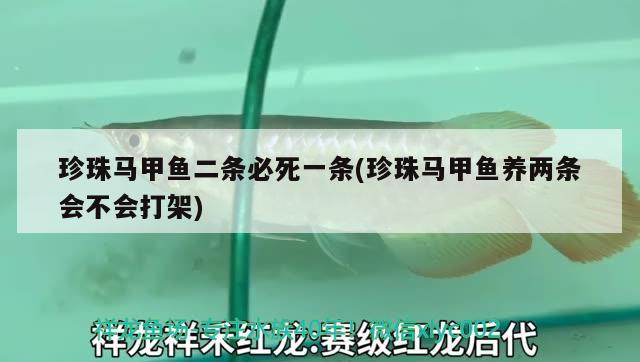 珍珠马甲鱼二条必死一条(珍珠马甲鱼养两条会不会打架) 观赏鱼