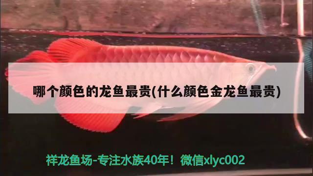 哪个颜色的龙鱼最贵(什么颜色金龙鱼最贵) 广州水族器材滤材批发市场