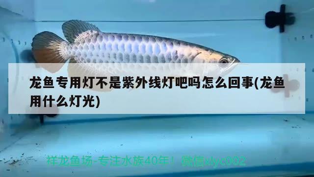 龙鱼专用灯不是紫外线灯吧吗怎么回事(龙鱼用什么灯光) 广州龙鱼批发市场