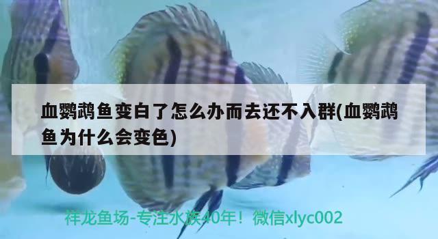 血鹦鹉鱼变白了怎么办而去还不入群(血鹦鹉鱼为什么会变色) 鹦鹉鱼