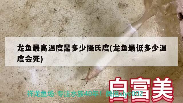 龙鱼最高温度是多少摄氏度(龙鱼最低多少温度会死) 观赏鱼