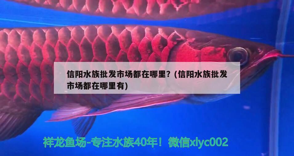 信阳水族批发市场都在哪里？(信阳水族批发市场都在哪里有) 观赏鱼水族批发市场