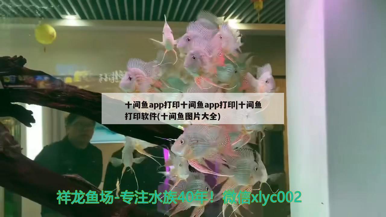 十间鱼app打印十间鱼app打印|十间鱼打印软件(十间鱼图片大全)