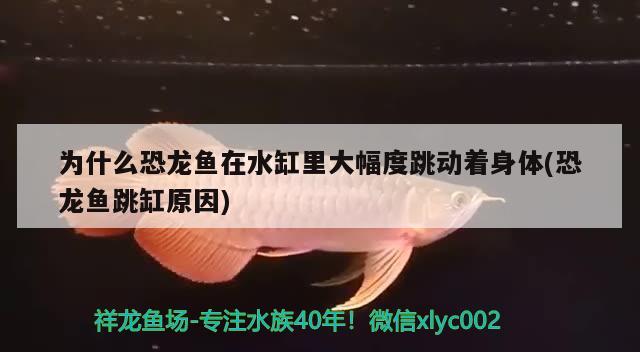 为什么恐龙鱼在水缸里大幅度跳动着身体(恐龙鱼跳缸原因) 观赏鱼百科