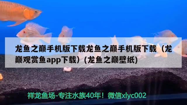 龙鱼之巅手机版下载龙鱼之巅手机版下载（龙巅观赏鱼app下载）(龙鱼之巅壁纸) 刀鱼鱼