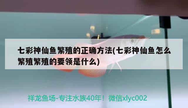 七彩神仙鱼繁殖的正确方法(七彩神仙鱼怎么繁殖繁殖的要领是什么) 七彩神仙鱼