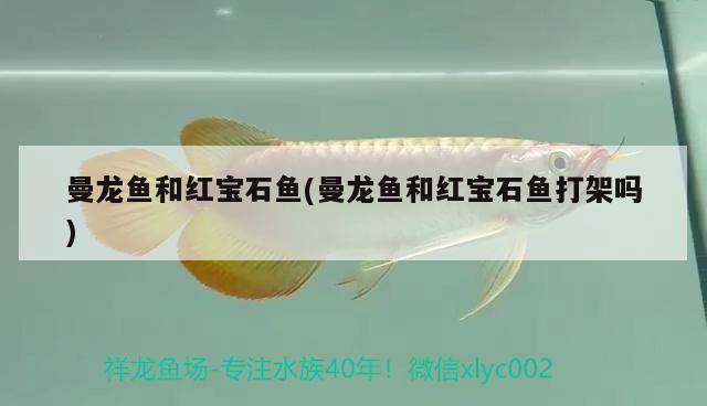 曼龙鱼和红宝石鱼(曼龙鱼和红宝石鱼打架吗) 水族灯（鱼缸灯）