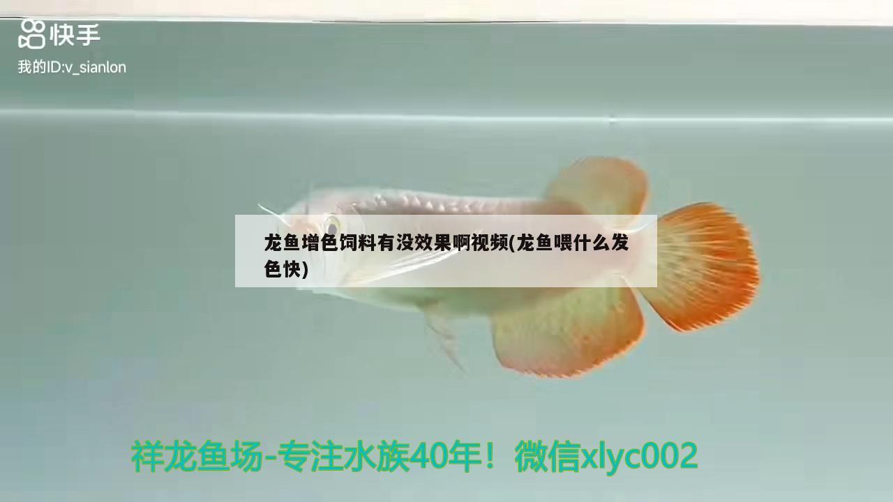 龙鱼增色饲料有没效果啊视频(龙鱼喂什么发色快)